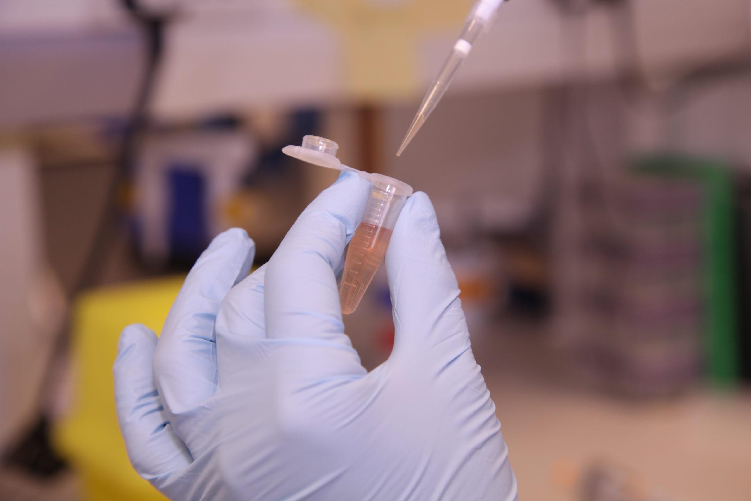 Researcher's hand with blue glove, pippetting into a test tube.