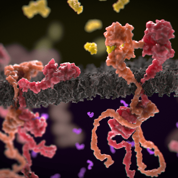 Inactive (left) and active (right) HER2-HER3 pairs - Phospho Biomedical Animation