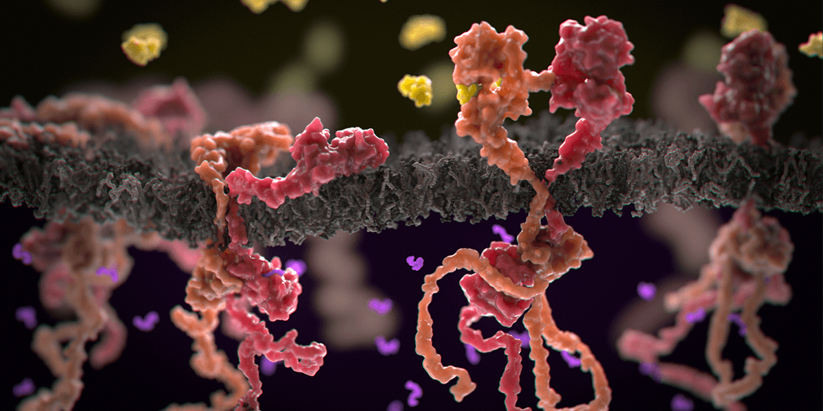 Inactive (left) and active (right) HER2-HER3 pairs - Credit: Phospho Biomedical Animation.