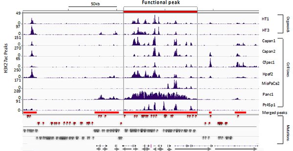 Functional non-coding mutations in cancer