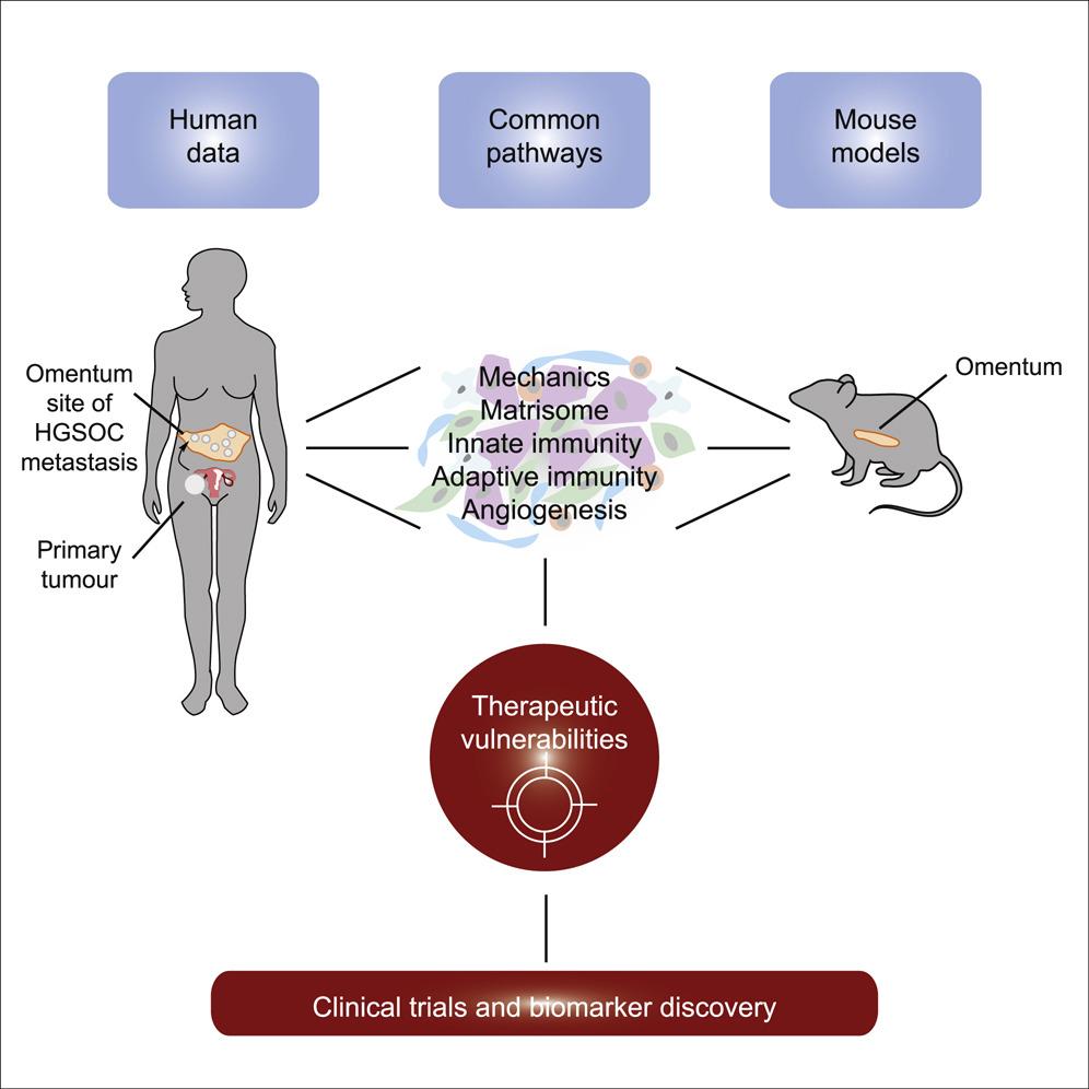 Mouse models of ovarian cancer provide useful pre-clinical tools that may help to determine which patients are likely to respond to particular treatments.