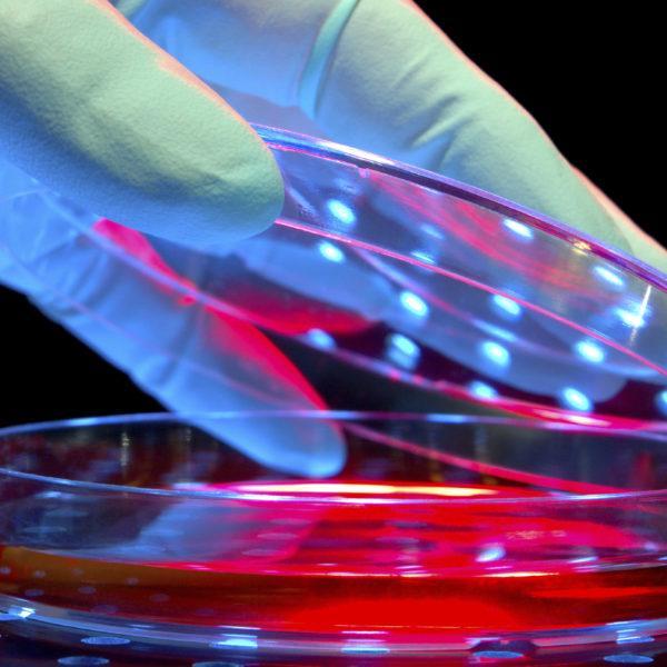 Scientist hand over petri dishes for an experiment in a science research lab