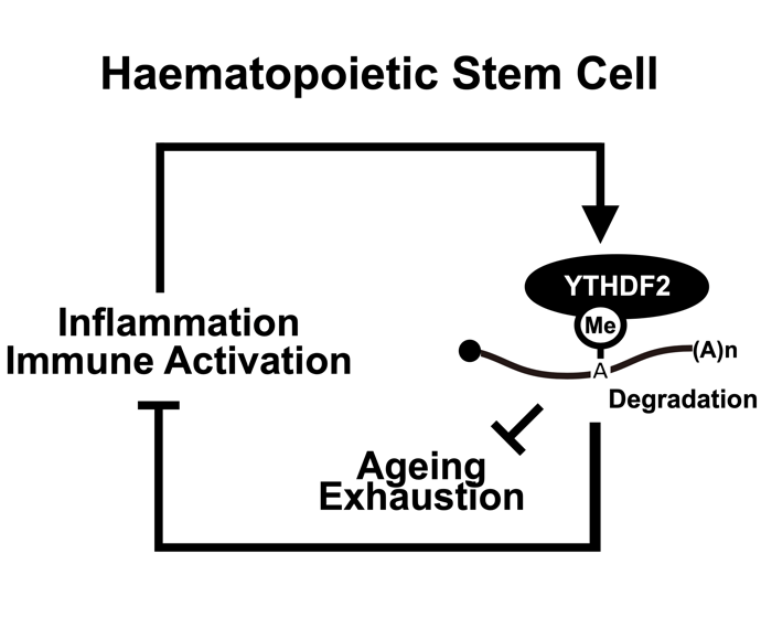 Study identifies protein that protects blood against premature ageing