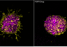 Oncogene paper_Abi Coetzee_Oct 2022